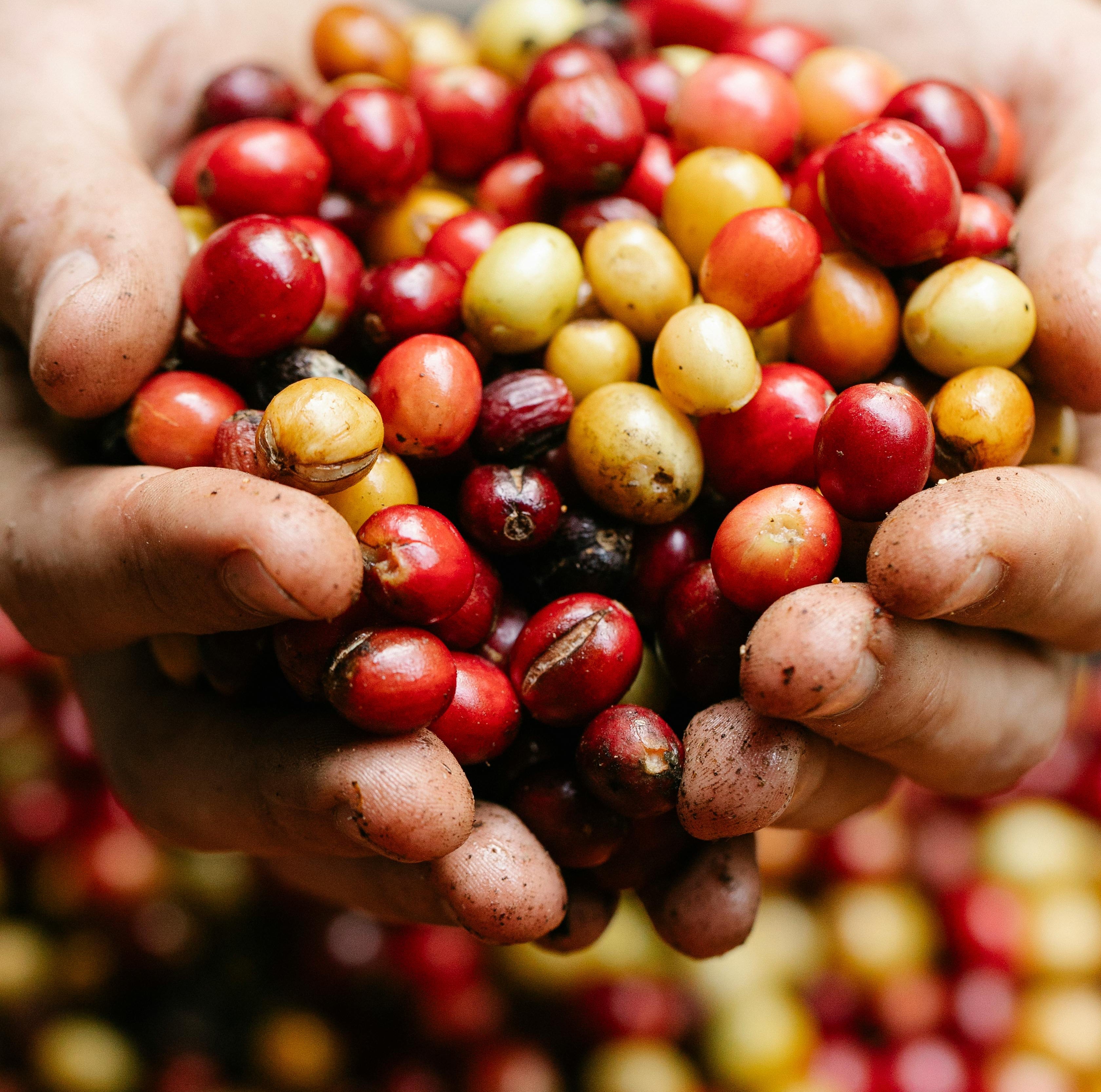 café fresco cereza 