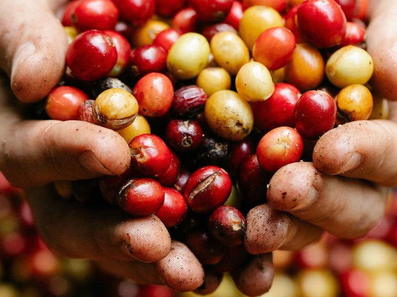 café fresco cereza 