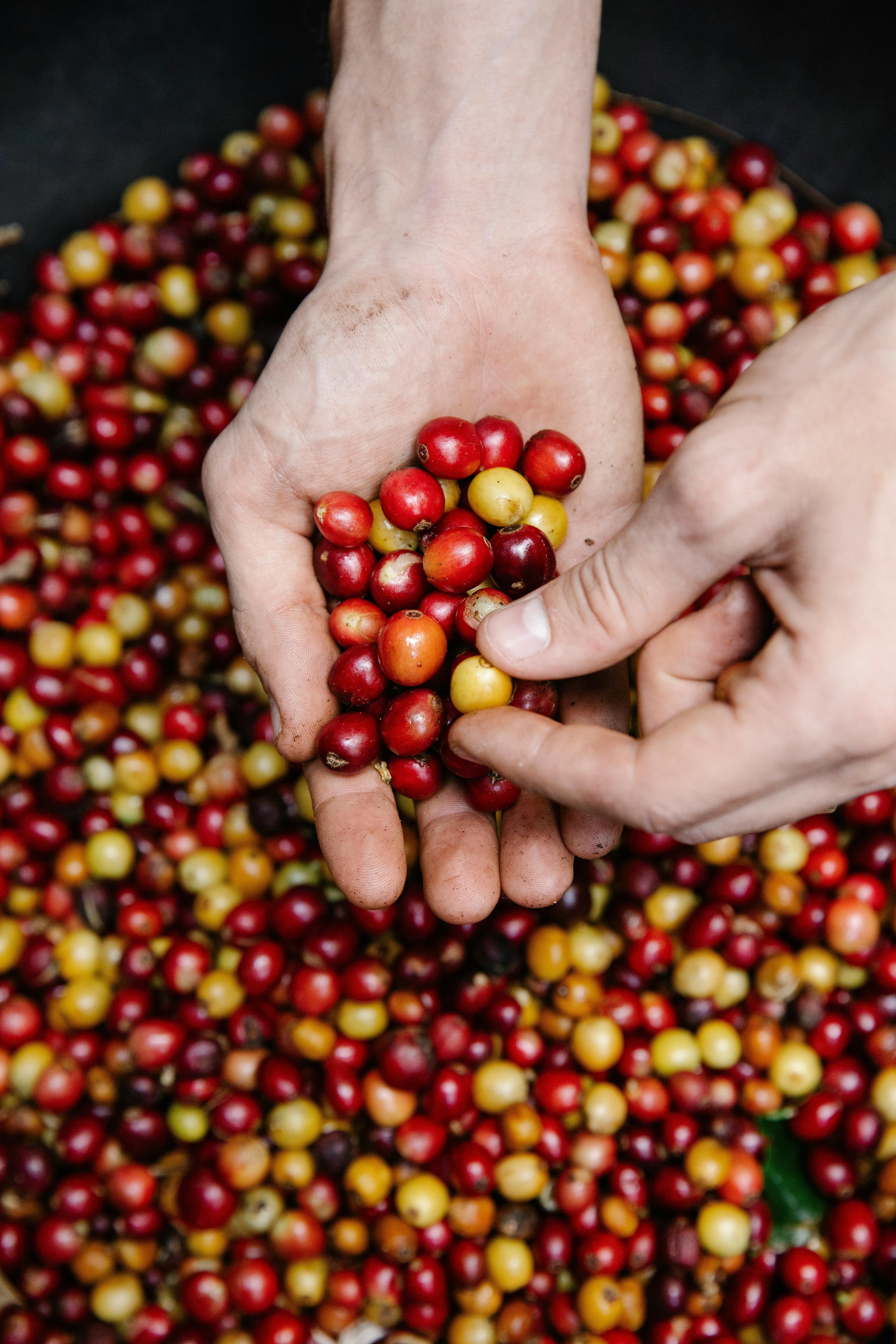 Café de altura en grano y molido para espresso y cafetera